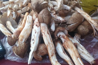 Nấm mối 1 triệu/kg: Mỗi năm 1 lần, tranh nhau ăn vội