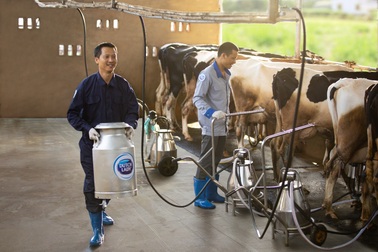 FrieslandCampina: Thành công nhờ phát triển bền vững