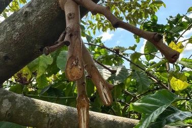 Vụ cụ bà 68 tuổi phá gần 370 trái sầu riêng: Bị can được tại ngoại