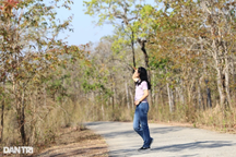 Mê đắm với rừng khộp mùa thay lá ở Vườn quốc gia Yok Đôn