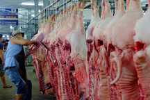 Mỗi ngày 4.000 con heo trôi nổi lên bàn ăn người dân TPHCM