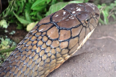 Sẽ lập hội đồng tìm chỗ ở mới cho cặp rắn hổ mây “khủng”