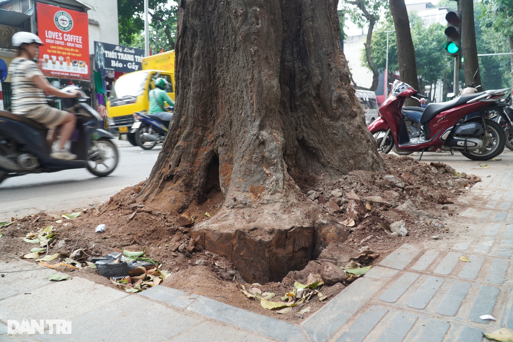 Hà Nội: Giải cứu hàng cây sao đen trên phố Lò Đúc - 2