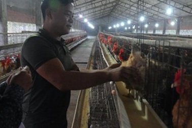 Nông dân làm giàu: 9X học nước ngoài 6 năm về quê...nuôi gà
