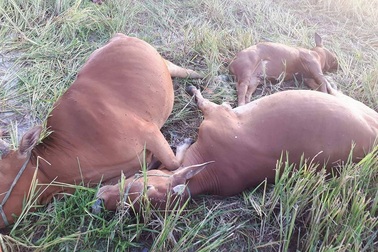 5 con bò bị điện giật chết giữa đồng