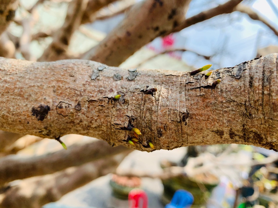 Lão mai trăm tuổi, tán rộng 8m, dân chơi trả giá tiền tỷ vẫn không bán - 5 Lão mai trăm tuổi, tán rộng 8m, dân chơi trả giá tiền tỷ vẫn không bán - 5