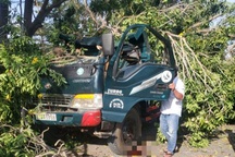 Cây xà cừ bật gốc đè chết tài xế: Ai sẽ chịu trách nhiệm?
