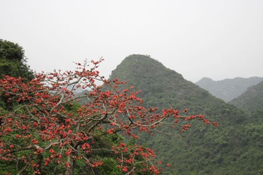 Hà Nội thành lập rừng bảo tồn sinh học rộng gần 4.000 ha