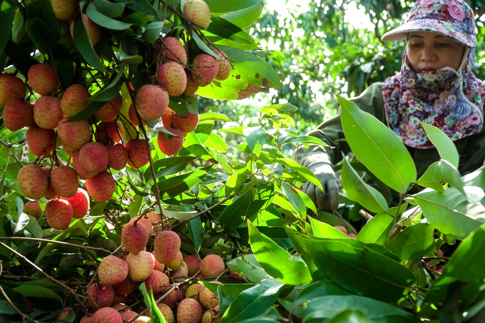 Thương lái nườm nượp thu mua vải Thanh Hà chín sớm - 8 Thương lái nườm nượp thu mua vải Thanh Hà chín sớm - 8