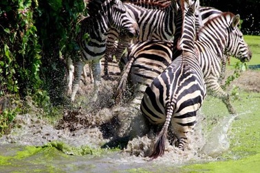 Thái Lan: Nước lụt tấn công công viên động vật hoang dã