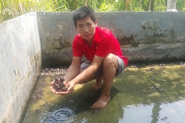 Nam Định: 8X về quê nuôi loài ếch "hung dữ", kiếm 30 triệu đồng/tháng