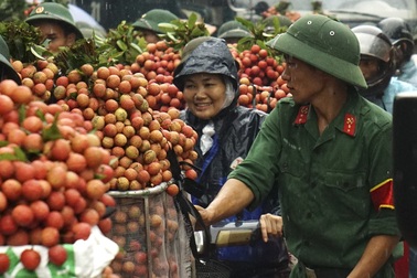 Khi người lính giúp bà con "chiến đấu" với... vải thiều