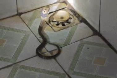 Rắn hổ mang thở phì phì trong phòng tắm khiến gia chủ ở Phú Thọ thót tim