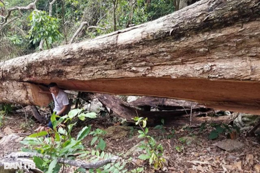 Bắt đối tượng cưa hạ loạt gỗ giáng hương cổ thụ