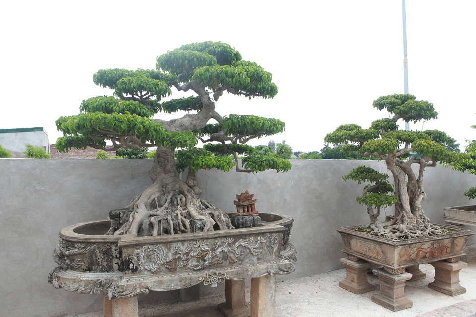 Đã mắt với vườn sanh cổ triệu đô của “đại gia nông dân” Hà Nội - 7 Đã mắt với vườn sanh cổ triệu đô của “đại gia nông dân” Hà Nội - 7
