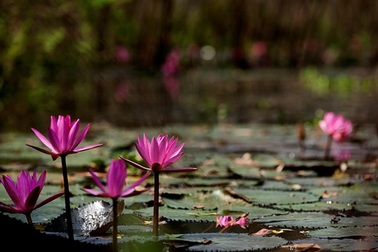 Giới trẻ Hà thành đua nhau chụp ảnh cùng hoa súng trên suối Yến