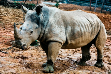 Vụ 6 con tê giác chết bất thường: Giá nhập về 1 tỷ đồng/con