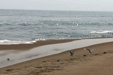 Đàn chim nghi là Hải Âu bay về đảo cát nổi trên biển Hội An