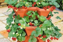 Giới trẻ Hà Thành "rộ mốt" tự trồng hoa cảnh độc lạ chơi Tết