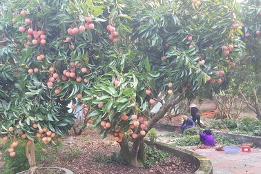 Gần 1000 thương nhân đổ về thu mua, “thủ phủ” vải thiều náo nhiệt tăng giá!