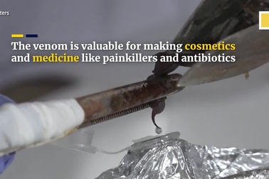 Bên trong trang trại nuôi 20.000 con bọ cạp để ép lấy nọc độc