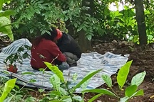 Chặt cây thuê, người đàn ông bị cây dừa đè trúng người, tử vong