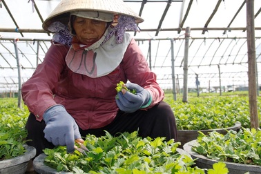 Bình Định: Nông dân tất bật vào vụ trồng hoa cúc Tết