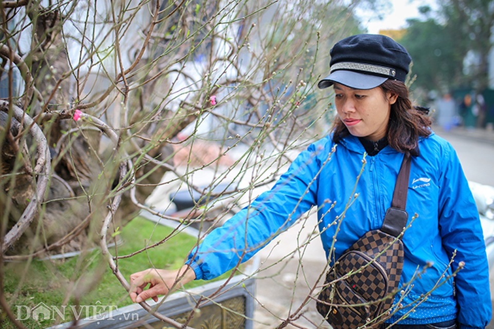 Hà Nội xuất hiện gốc đào khủng có giá cho thuê 100 triệu đồng dịp Tết - 8 Hà Nội xuất hiện gốc đào khủng có giá cho thuê 100 triệu đồng dịp Tết - 8