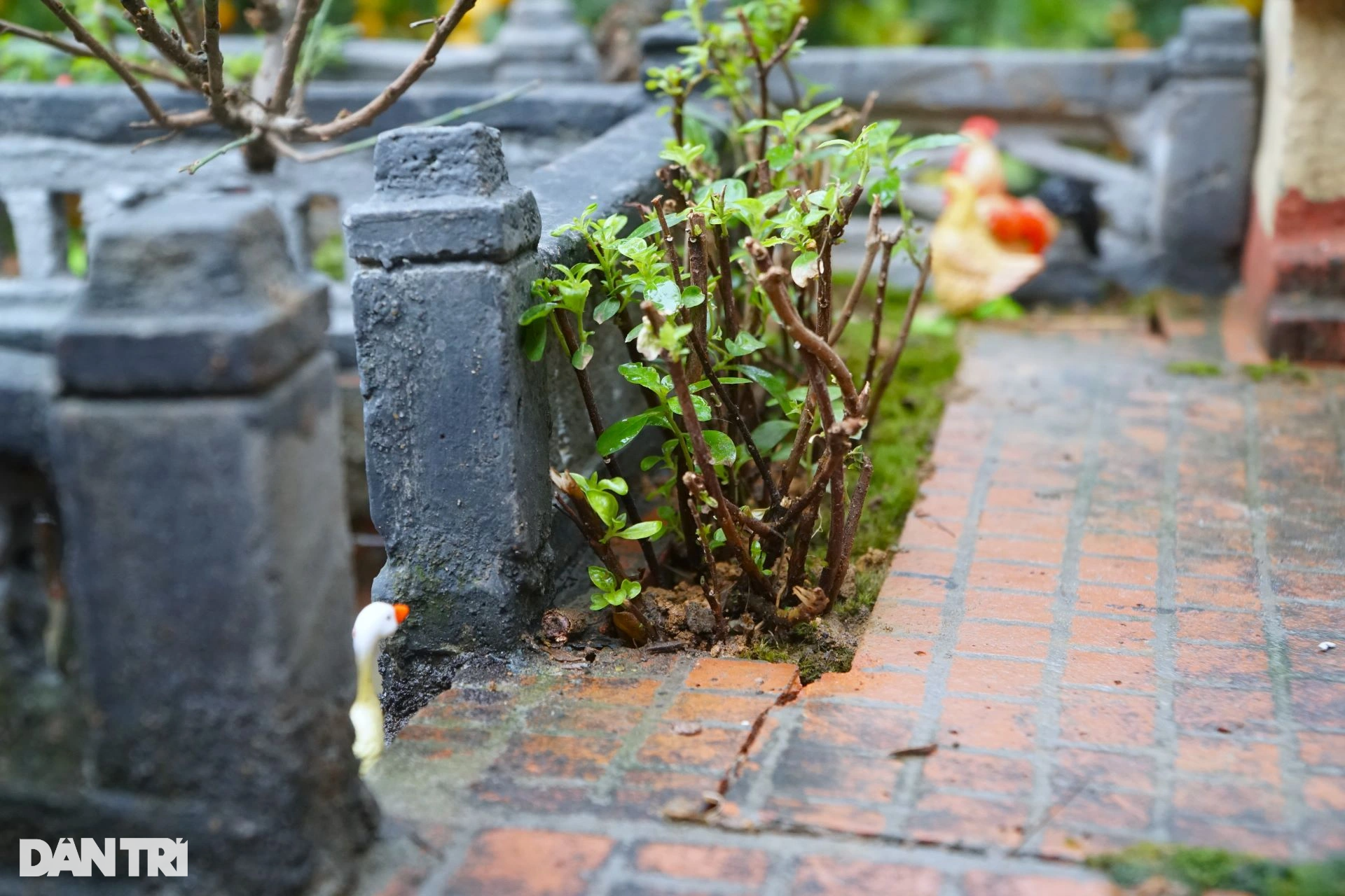 Siêu phẩm tiểu cảnh nhà Bắc Bộ, ai nhìn cũng muốn về quê ăn Tết - 11 Siêu phẩm tiểu cảnh nhà Bắc Bộ, ai nhìn cũng muốn về quê ăn Tết - 11
