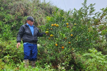 Người dân xã miền núi Hòa Bình thoát nghèo nhờ cây quýt cổ