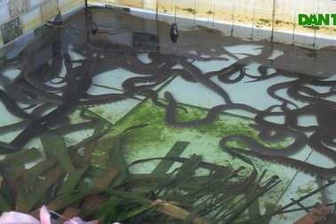 Lão nông Tây Đô sống khỏe nhờ nuôi giống rắn cực dễ tính