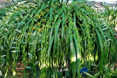 Đại gia Hà thành chi 1,5 tỷ đồng mua 500 nhành lan huyền thoại chơi Tết