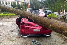 Cây cổ thụ đổ đè bẹp ô tô ở Đà Lạt