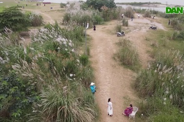 Thời tiết nắng ấm, nhiều người tranh thủ ra bãi lau sông Hồng để chụp ảnh