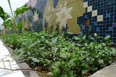 Canh tác trên "con đường gốm sứ" ở Hà Nội
