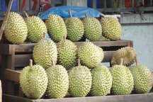 Nông dân hết “sầu” vì …sầu riêng giá cao