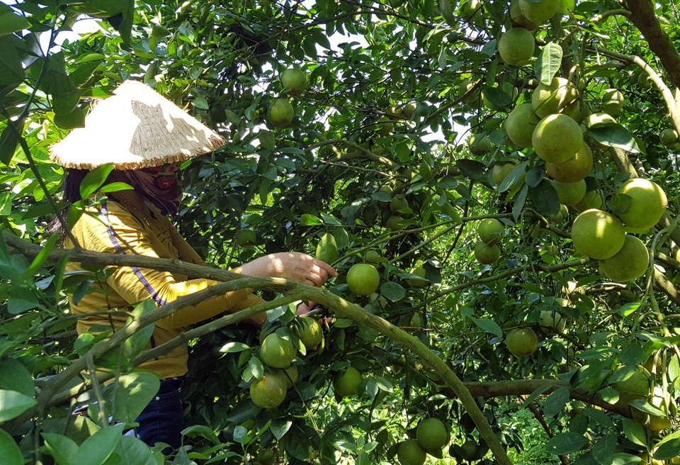 Phú Yên: Trồng cam trên vùng đất đỏ, lão nông thu hơn nửa tỷ đồng/năm - 3 Phú Yên: Trồng cam trên vùng đất đỏ, lão nông thu hơn nửa tỷ đồng/năm - 3