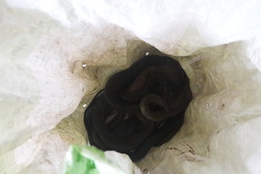 Một nhà báo ở Đà Nẵng bị “khủng bố” bằng... rắn