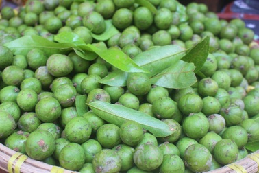 Cả nhà kéo nhau đi hái sấu vỉa hè Hà Nội bán kiếm tiền triệu/ngày