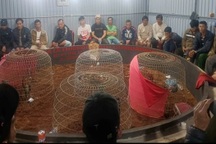 Cảnh sát đột kích trường đá gà, bắt giữ 50 con bạc