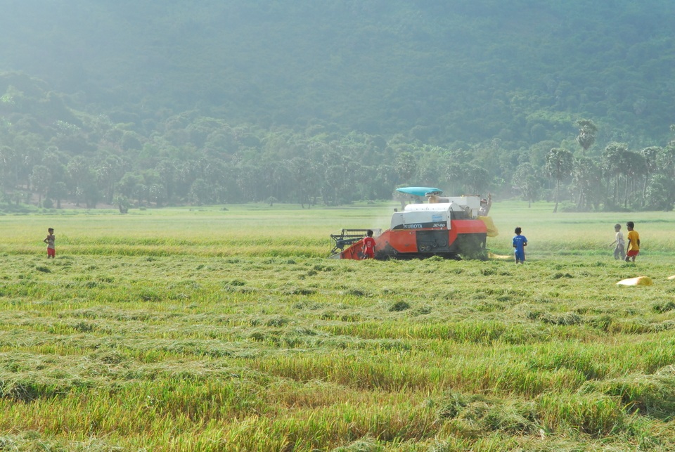 Thú vui đuổi bắt chuột trên ruộng đồng ở miền Tây - 13 Thú vui đuổi bắt chuột trên ruộng đồng ở miền Tây - 13