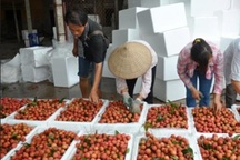 Quả vải Việt thua Trung Quốc ở Mỹ: Nhìn thẳng nguyên nhân