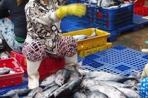 Bình Định: Trúng đậm "lộc biển", ngư dân bỏ túi cả triệu đồng mỗi đêm