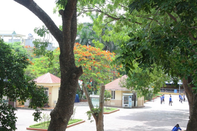 Ngôi trường xanh mướt như 1 khu sinh thái thu nhỏ giữa “thành phố cảng”, nơi thầy trò giữ gìn từng gốc cây, từng tán lá trong sân trường - Ảnh 3. Ngôi trường xanh mướt như 1 khu sinh thái thu nhỏ giữa “thành phố cảng”, nơi thầy trò giữ gìn từng gốc cây, từng tán lá trong sân trường - Ảnh 3.
