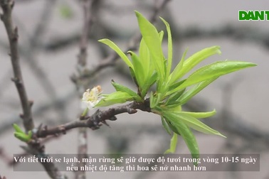 Mê "nàng thơ" núi rừng, đại gia "chịu chơi" bỏ 40 triệu đồng rước cành mận cổ về chơi Tết