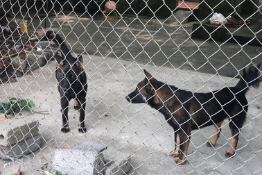 Vụ bé trai 7 tuổi bị chó cắn tử vong: Khởi tố chủ đàn chó