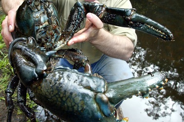 Tôm hùm đất khổng lồ dài gần 1m, có thể sống tới 60 năm