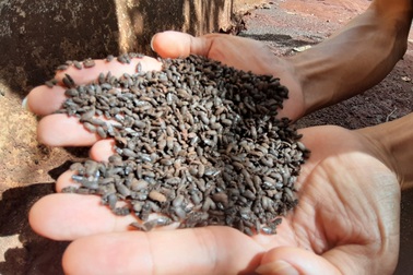 Ám ảnh loại bọ đậu đen bâu kín nhà dân