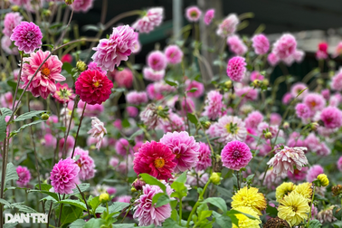 Mua giống hoa từ Nhật Bản về gieo, biến đoạn đường đẹp như tranh