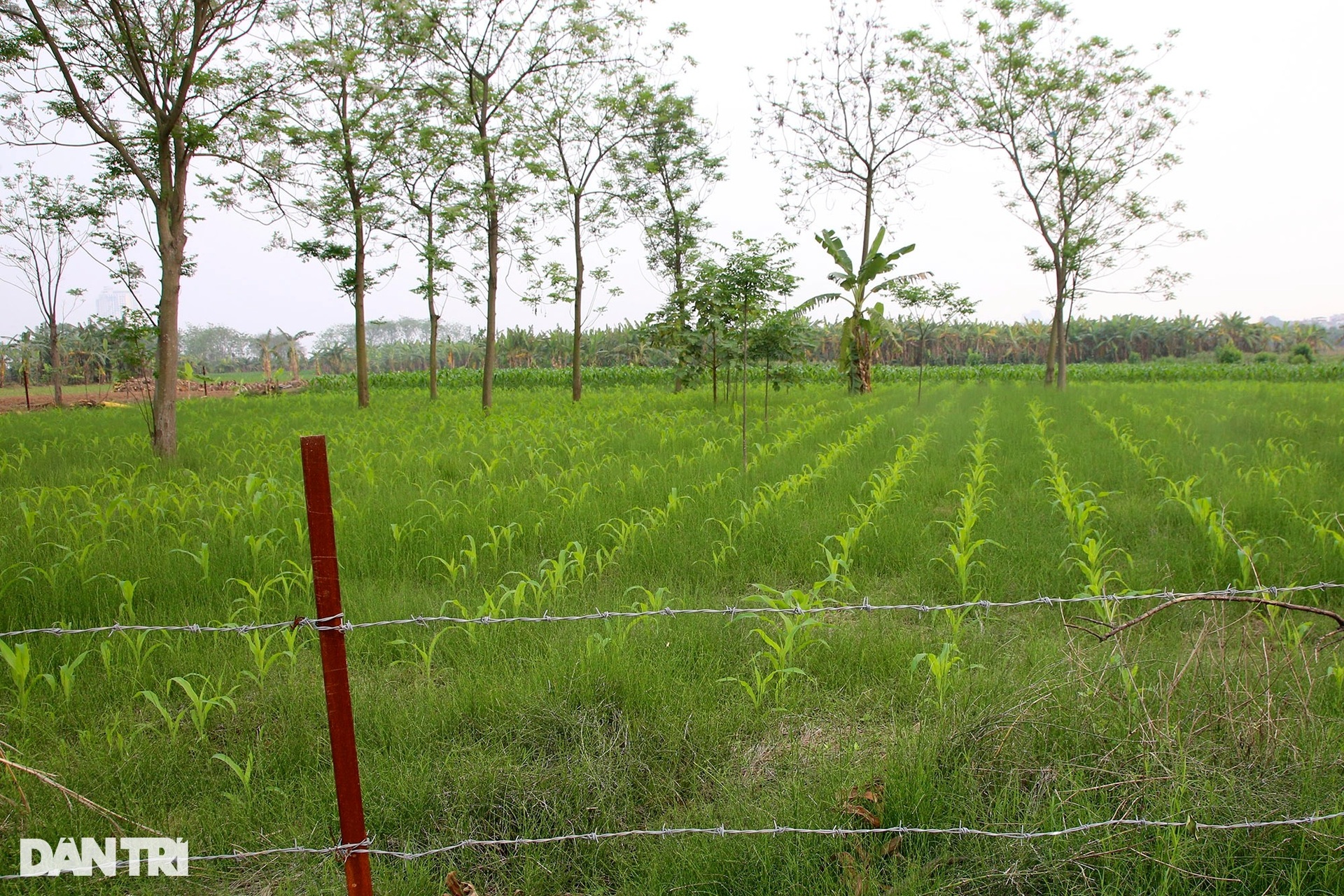 Bãi giữa sông Hồng bị chia cắt, dựng cổng sắt, quây lưới thép xí phần - 15 Bãi giữa sông Hồng bị chia cắt, dựng cổng sắt, quây lưới thép xí phần - 15